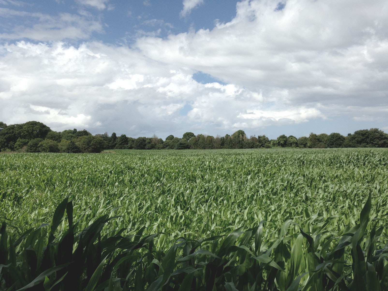 Maggie's Cancer Care Centre